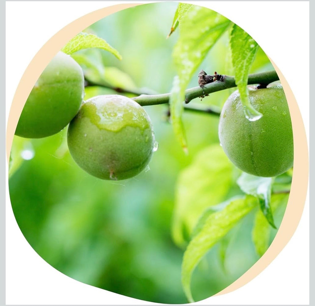 Share Original Fermented Green Plum (Japanese Apricot) – 1.1 lb, 30-Month Fermented, Whole Fruit with Pit, Individually Wrapped, Vegan