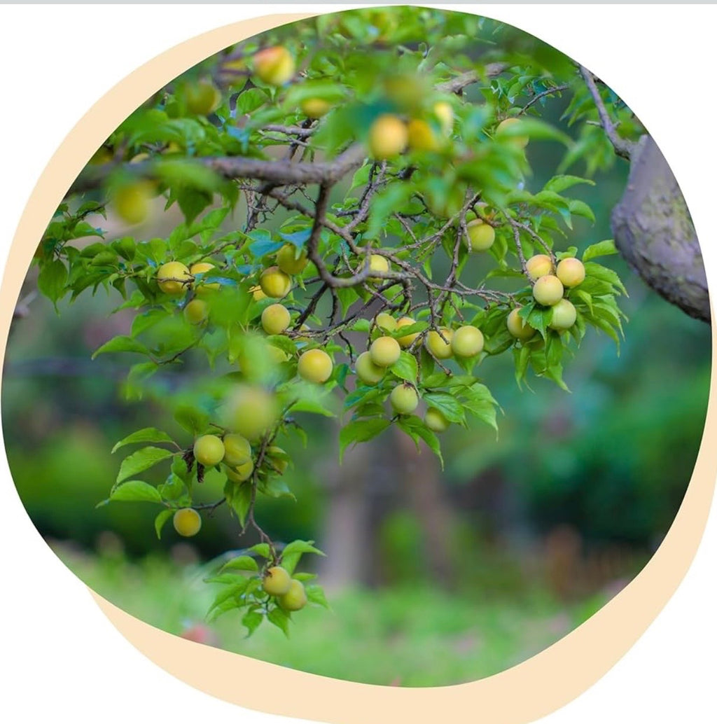 Share Original Fermented Green Plum (Japanese Apricot) – 1.1 lb, 30-Month Fermented, Whole Fruit with Pit, Individually Wrapped, Vegan